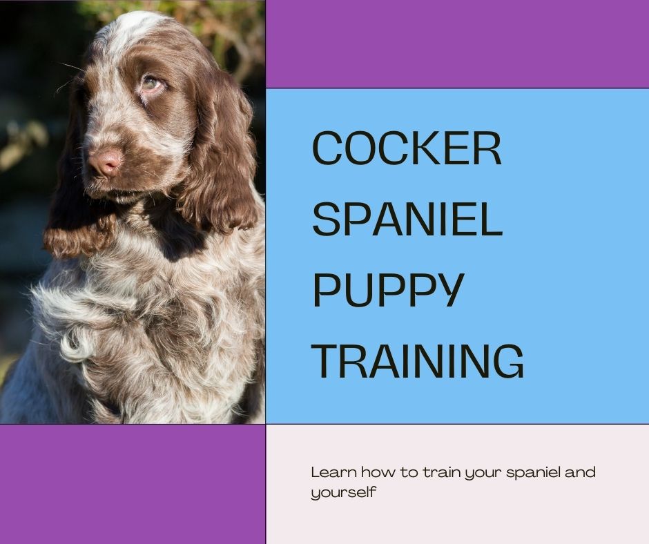 How to train a working Cocker spaniel puppy. Cocker spaniel training tips. 4 cocker spaniel puppy training