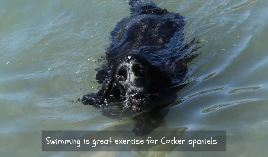 is swimming good exercise for cocker spaniels