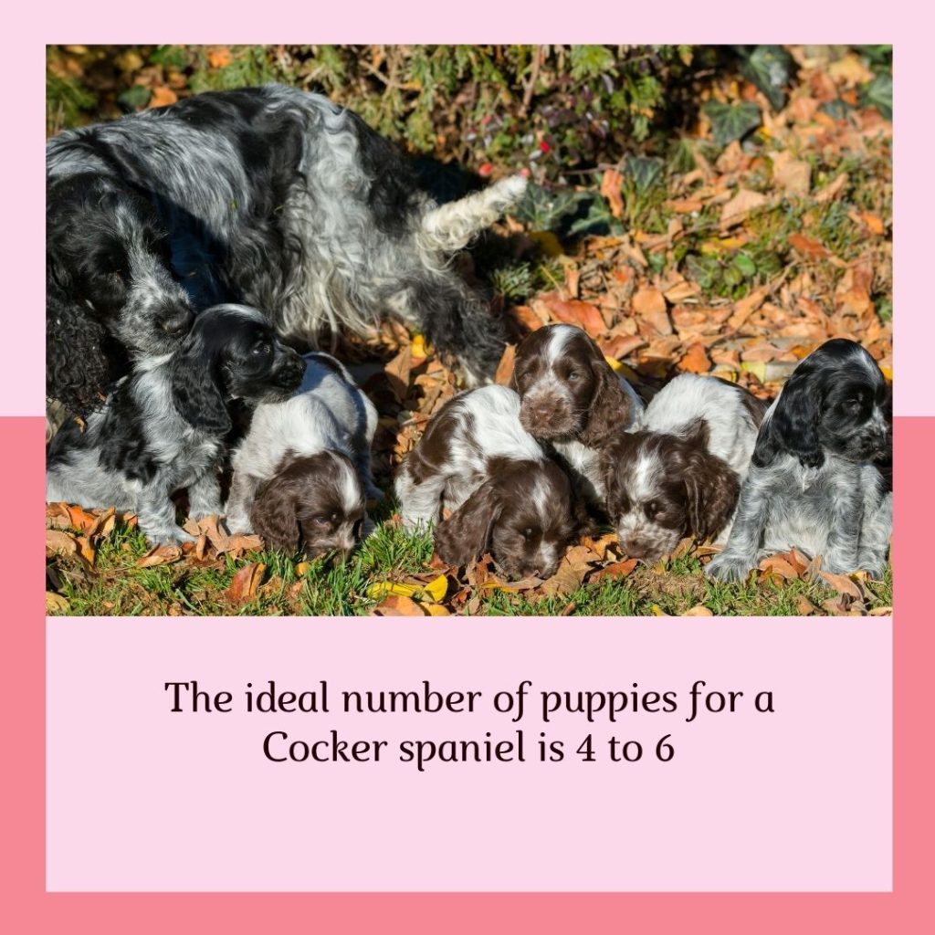 a litter of cocker spaniel puppies with their mother