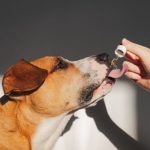 best essential oils for dogs