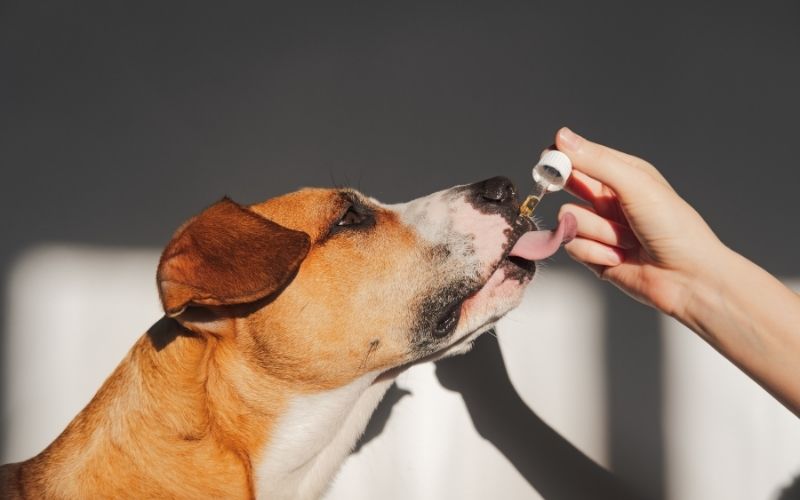 Best essential oils for working dogs?