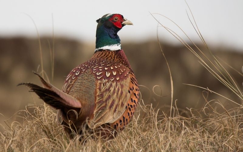 remote bird launcher for gundog training