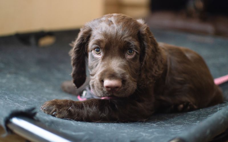 How to train a working Cocker spaniel puppy. Cocker spaniel training tips. 6 How to Train a Working Cocker Spaniel Puppy