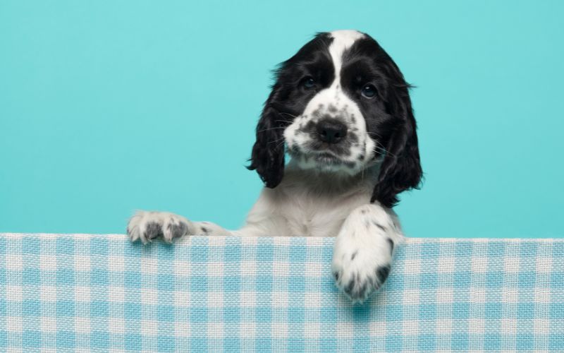 How to Train a Working Cocker Spaniel Puppy