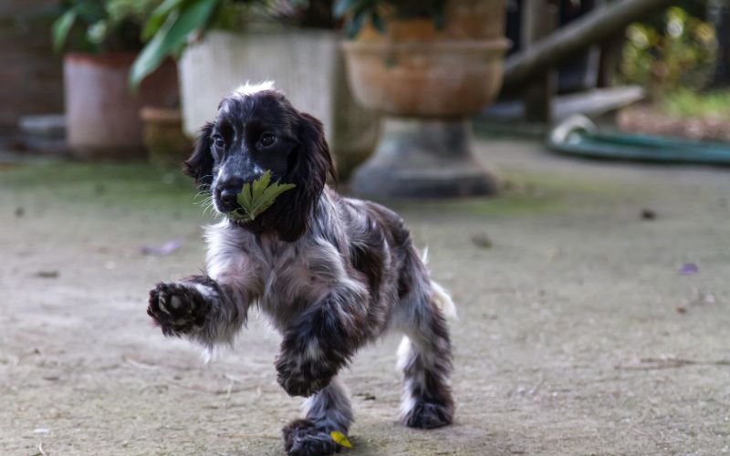 How to Train a Working Cocker Spaniel Puppy