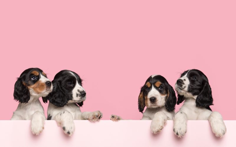How many puppies do Cocker spaniels have? 2 how many puppies do cocker spaniels have