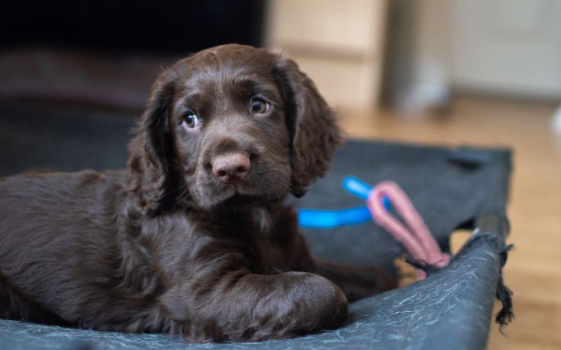 how many puppies do cocker spaniels have