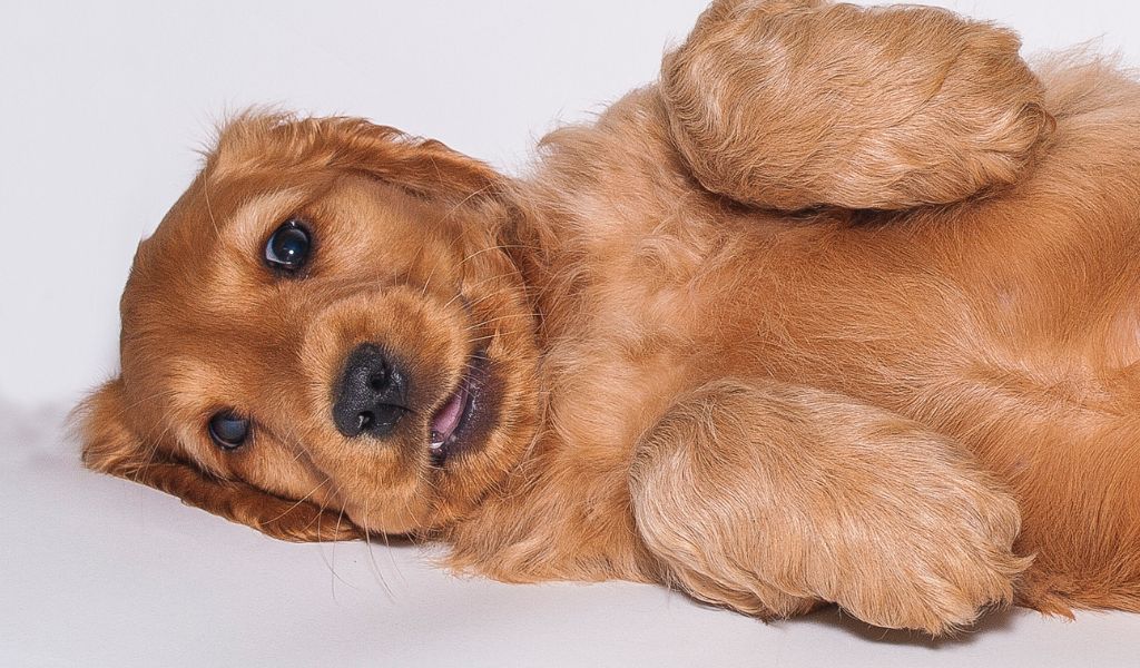 Do Cocker spaniels shed hair?