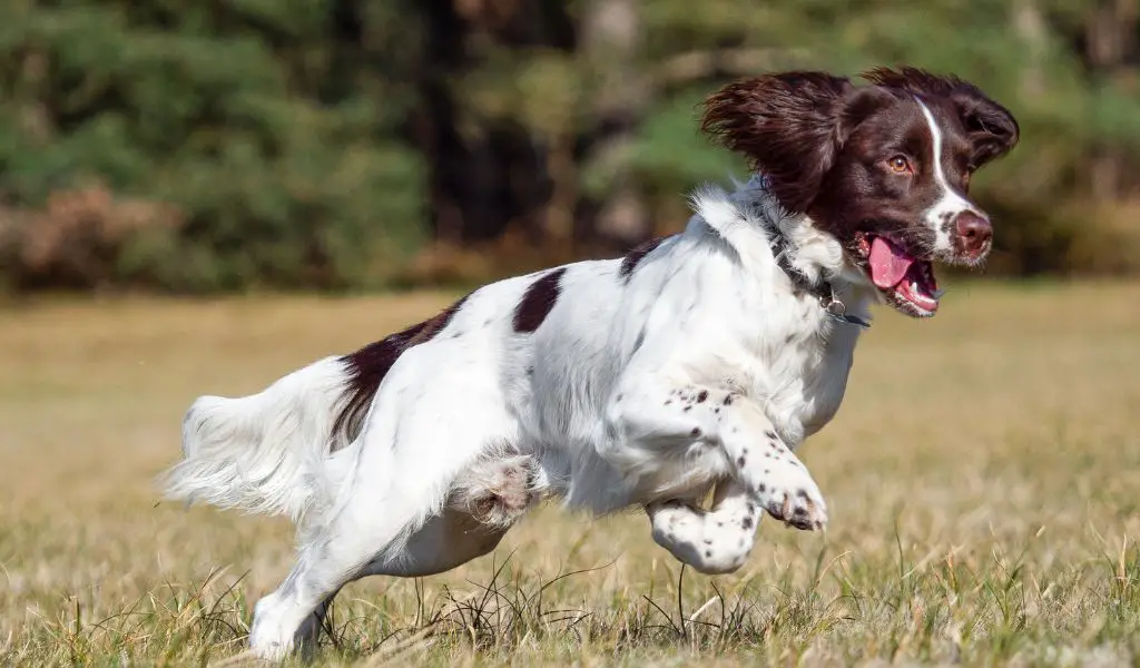 How To Get A Spaniel To Come Back To The Whistle