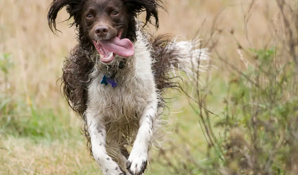 How To Get A Spaniel To Come Back To The Whistle