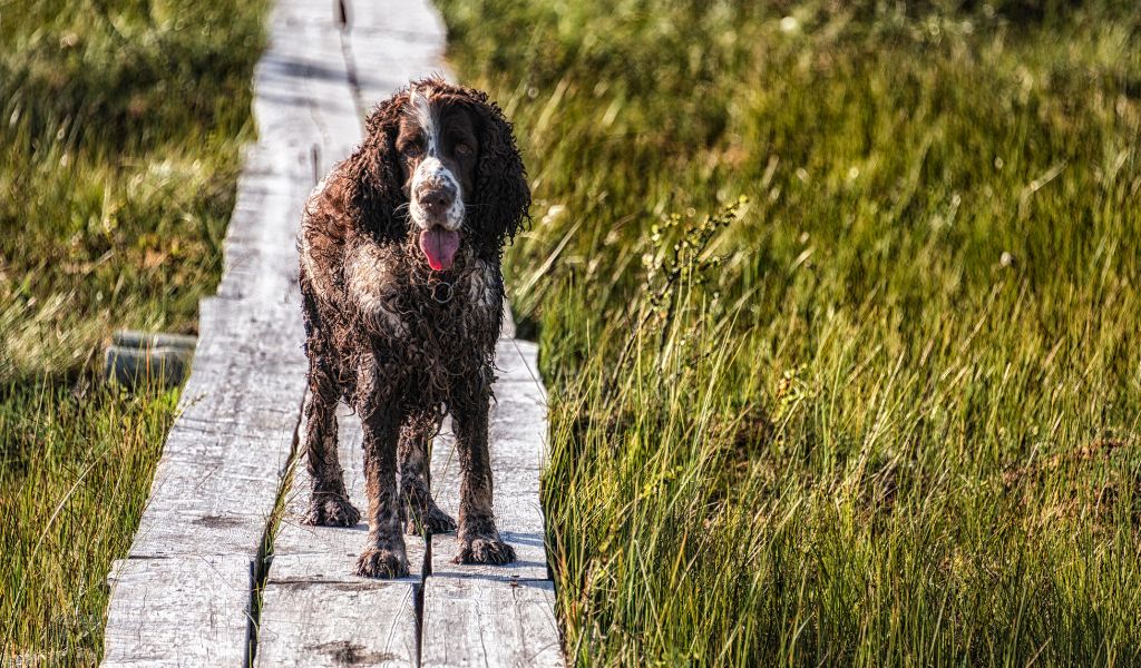 How To Get A Spaniel To Come Back To The Whistle