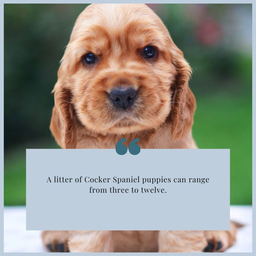 a picture of a cocker spaniel puppy