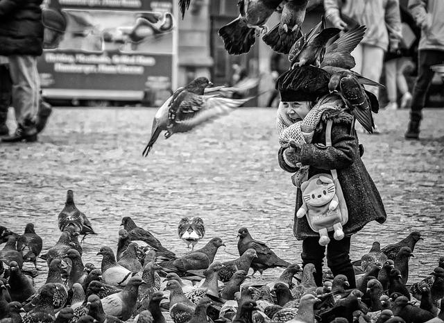 How to catch pigeons for dog training 3 How to catch pigeons for dog training