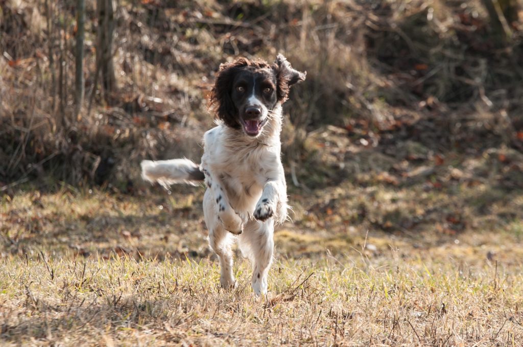 how to get a spaniel to come back to the whistle