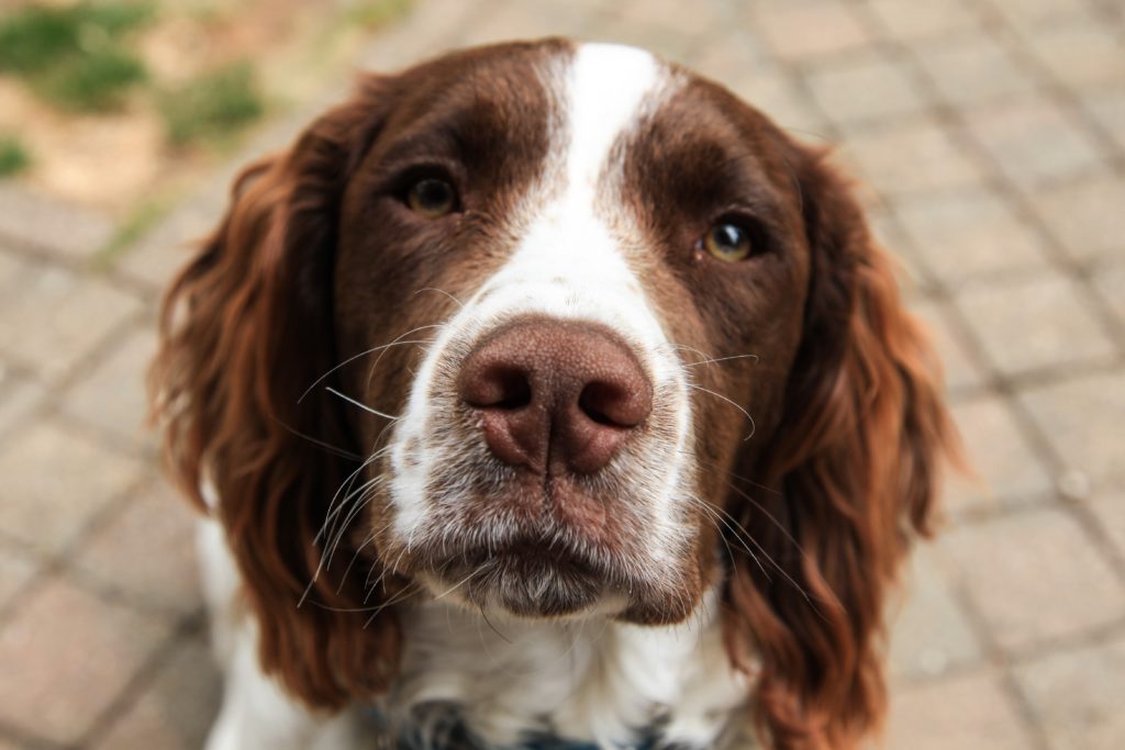 how to get a spaniel to come back to the whistle