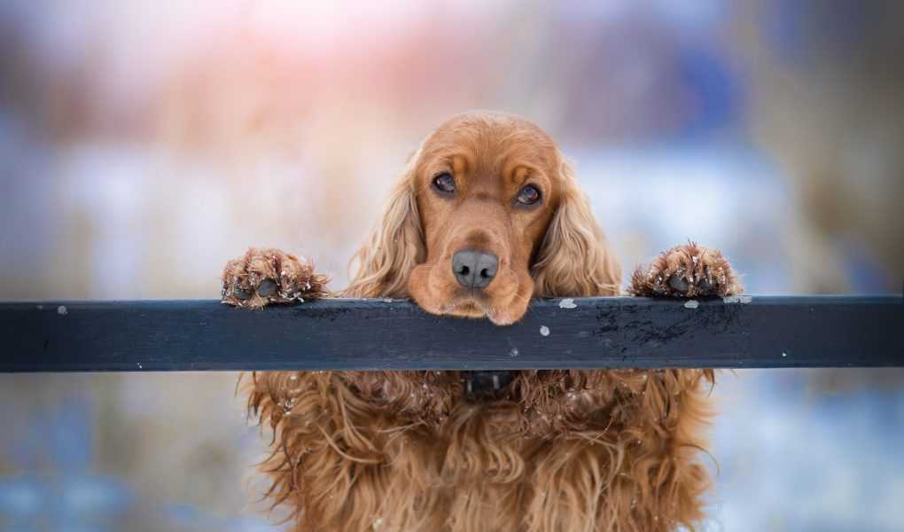 How To Train A Working Cocker Spaniel Puppy Easy Spaniel Training
