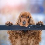 how to train a working cocker spaniel puppy