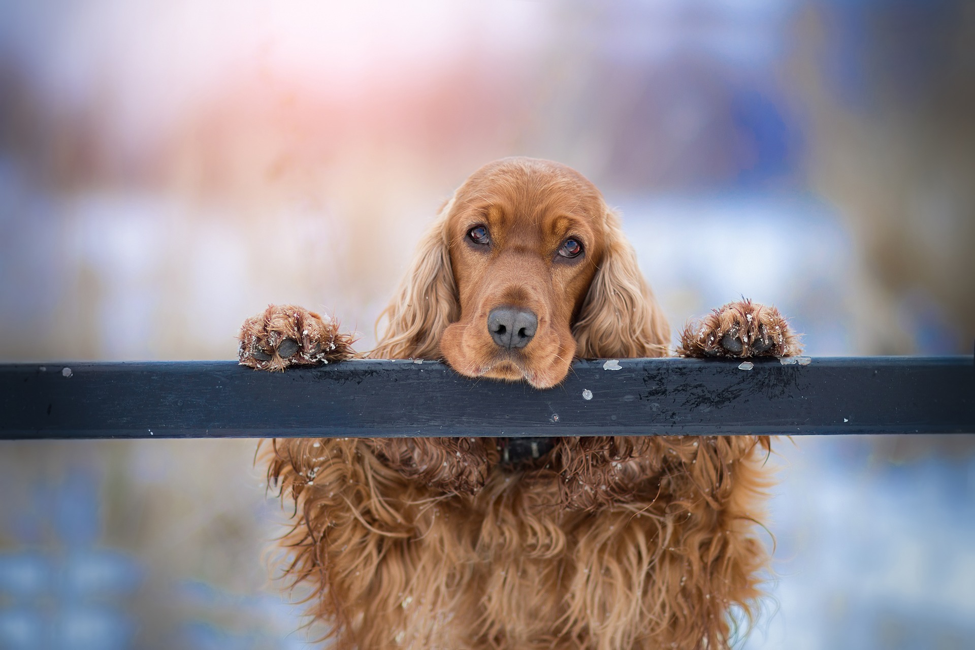 trained working cocker spaniel for sale