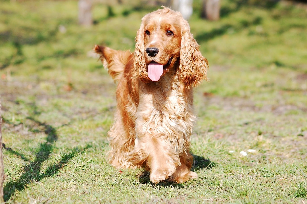 do cocker spaniels shed hair