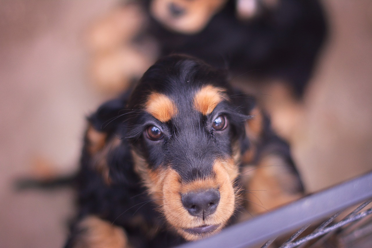 How often do Cocker spaniels need to be walked?