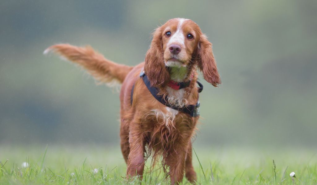 do cocker spaniels like going out in rain