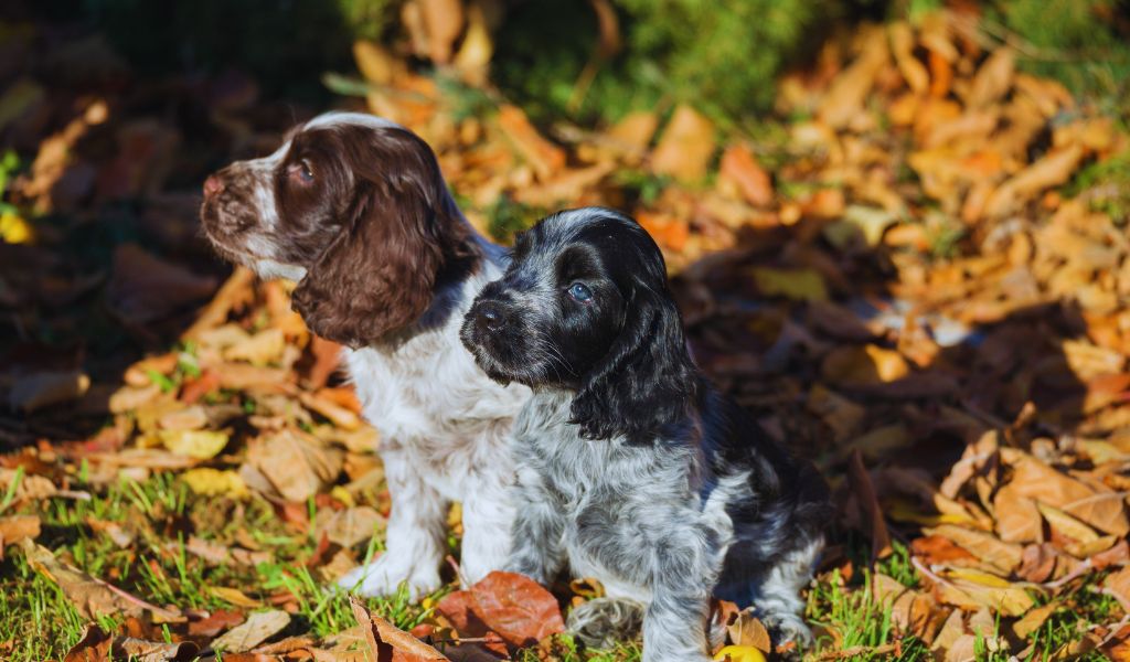 do cocker spaniels like rain