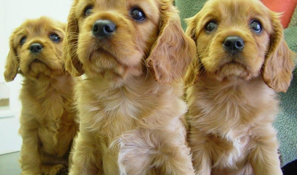 5 week old cocker spaniel puppies