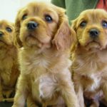 how many puppies do cocker spaniels have