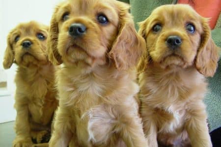 how many puppies do cocker spaniels have