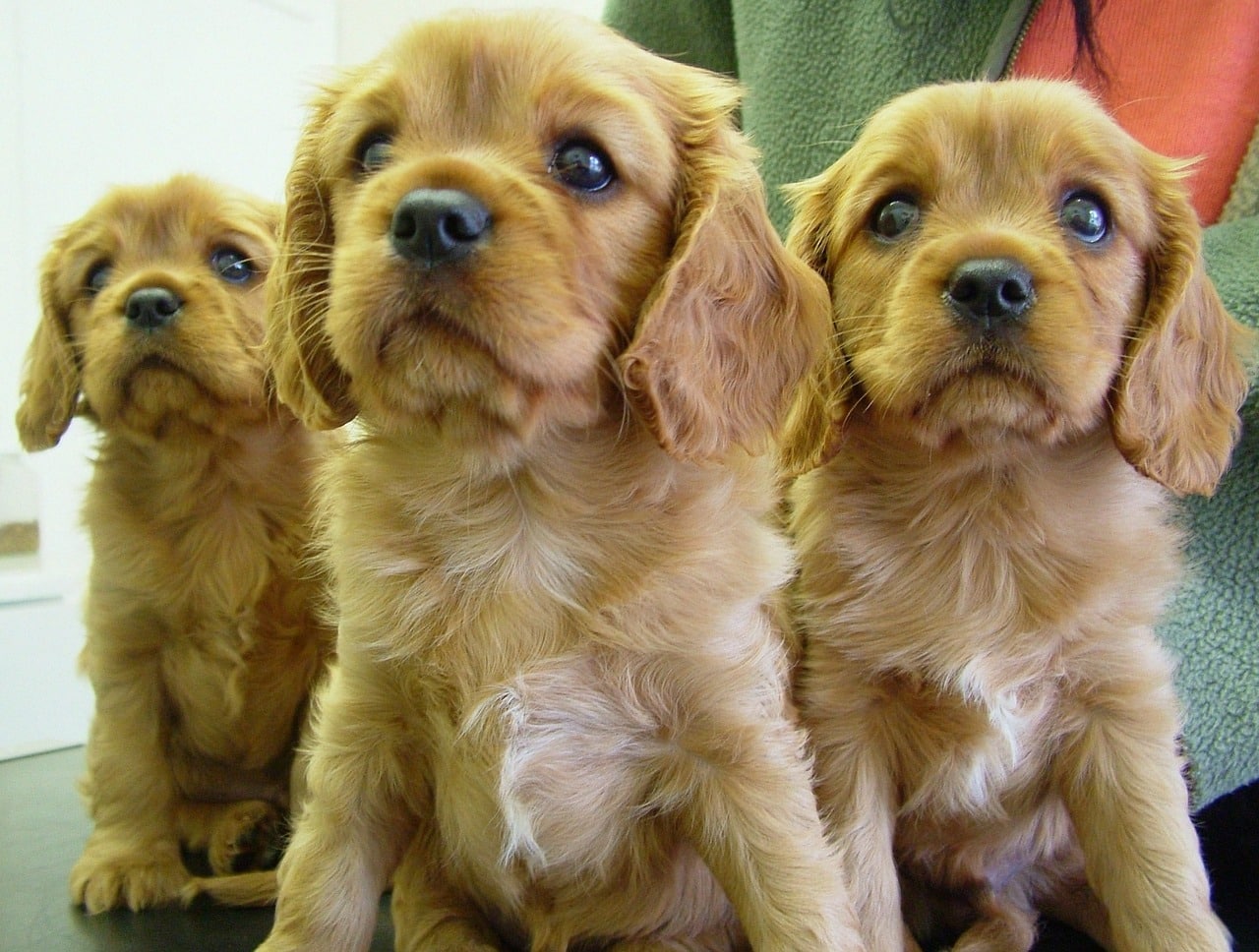 how many puppies do cocker spaniels have