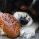 best organic dog food for gundogs