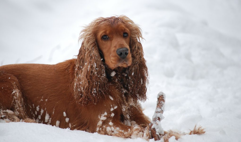 cocker spaniel dog jumper