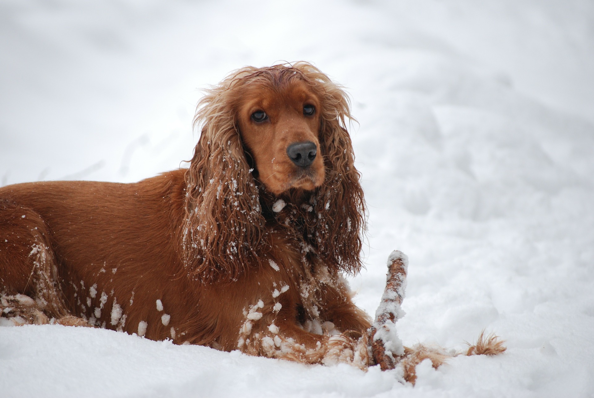 Do Cocker spaniels need coats?