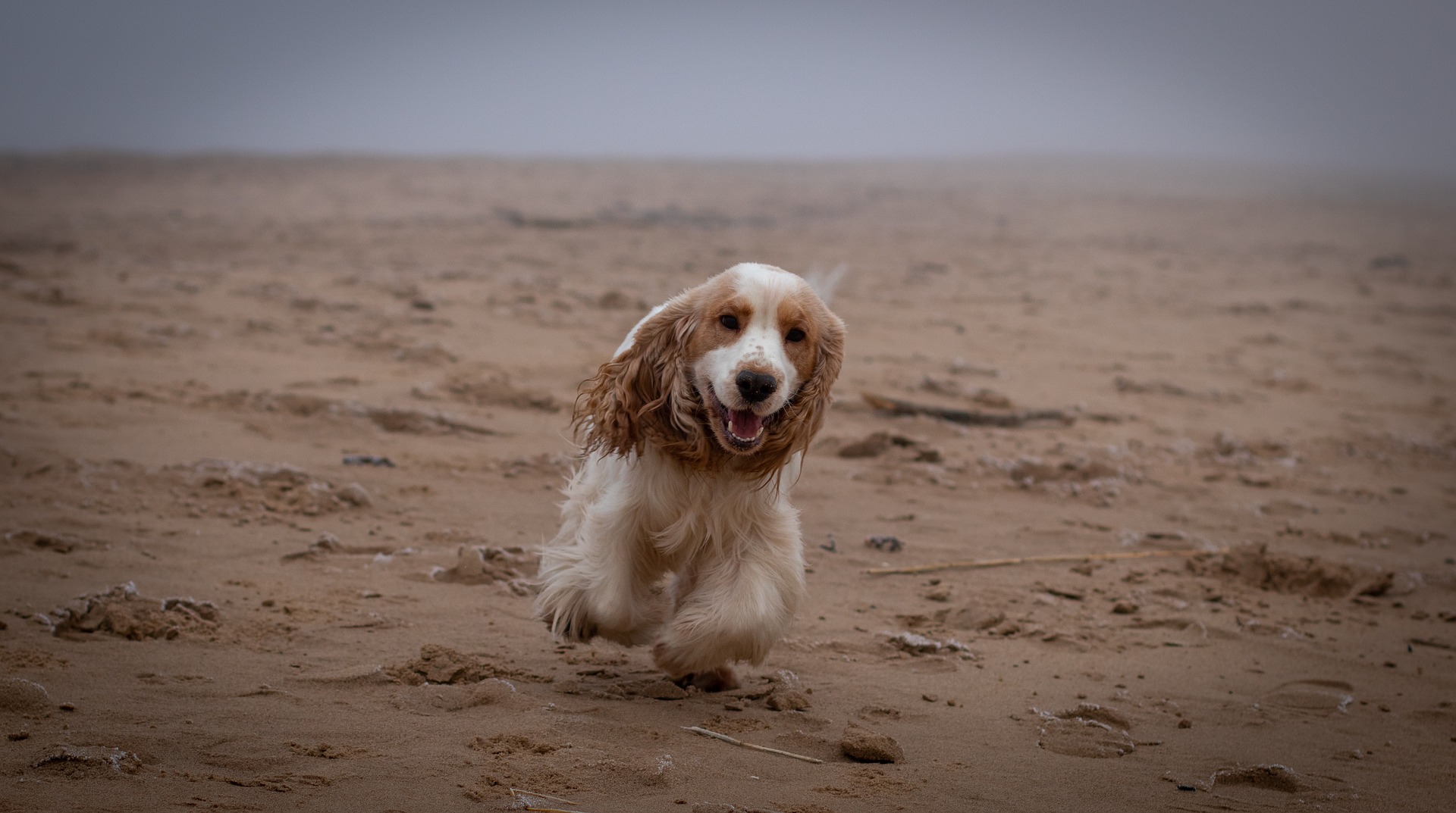 how to get a spaniel to come back to the whistle