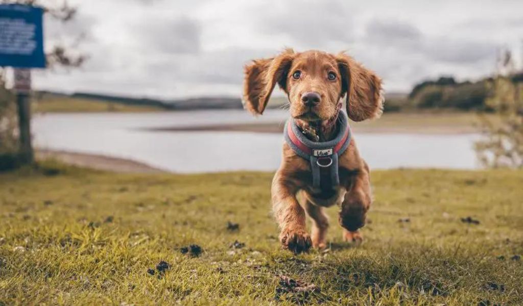 How to train a working Cocker spaniel puppy. Cocker spaniel training tips. 3 cocker spaniel training and working cocker spaniel gun dog training