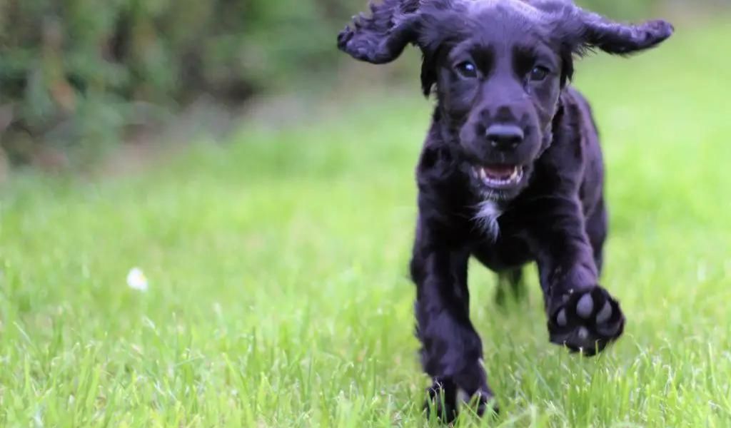 How to train a working Cocker spaniel puppy. Cocker spaniel training tips.