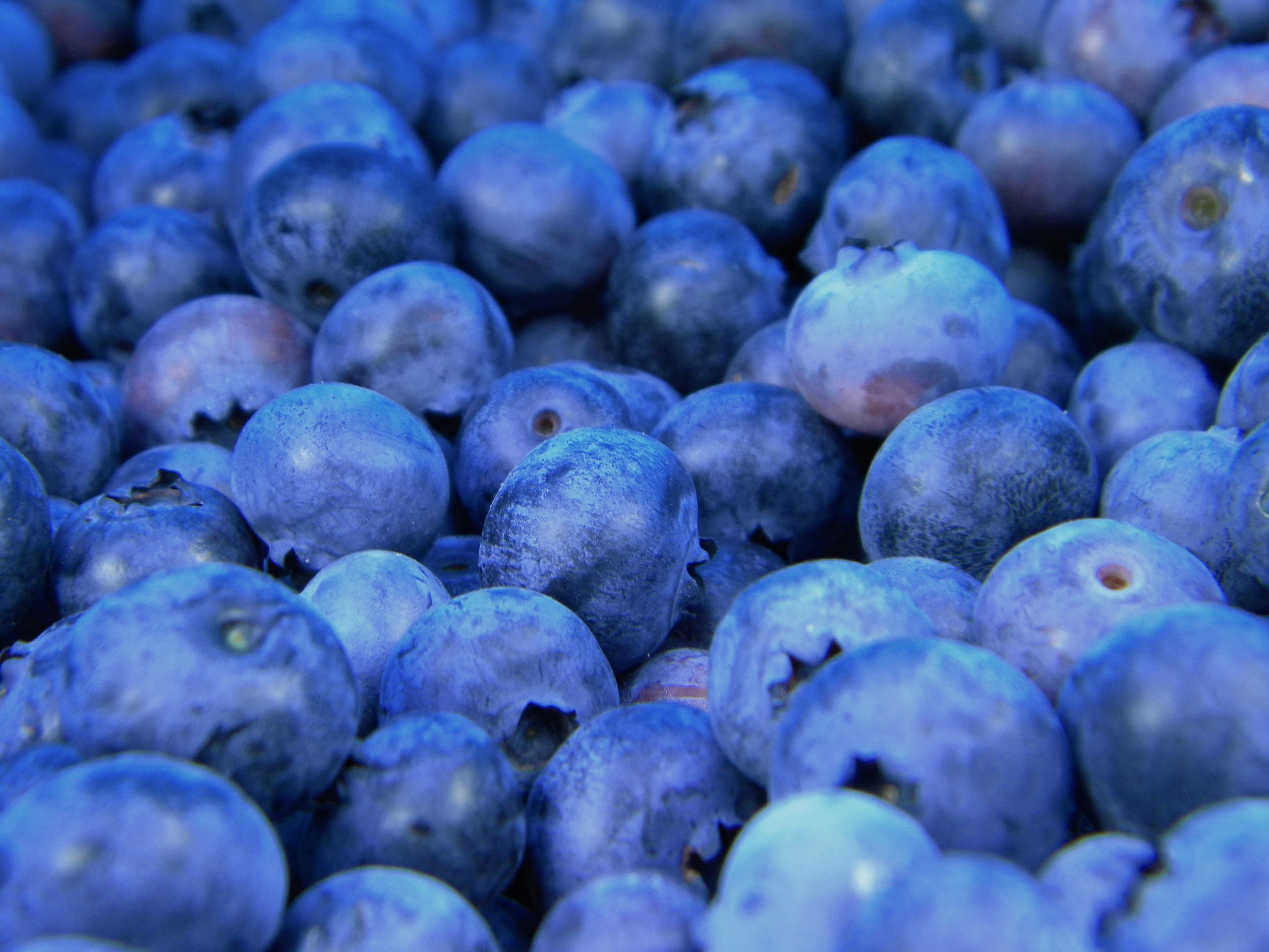 Can dogs eat blueberries?