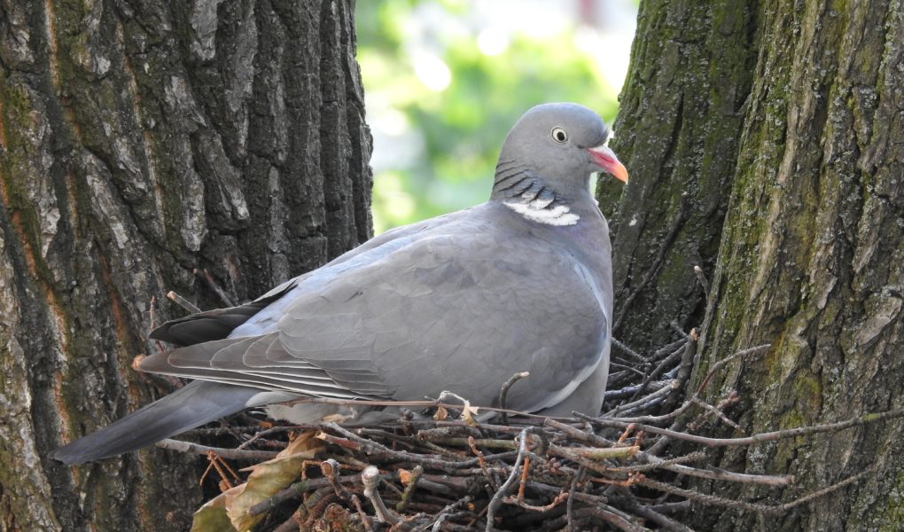 How to catch pigeons for dog training Easy Spaniel Training