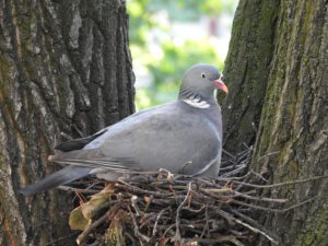 how to catch pigeons for dog training