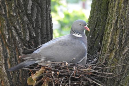 how to catch pigeons for dog training