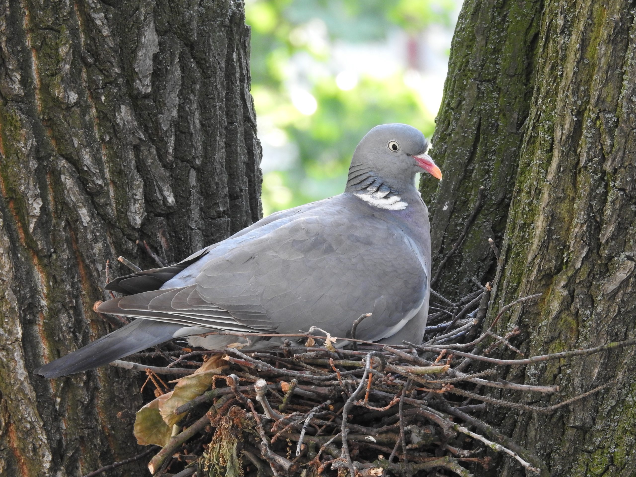 How to catch pigeons for dog training