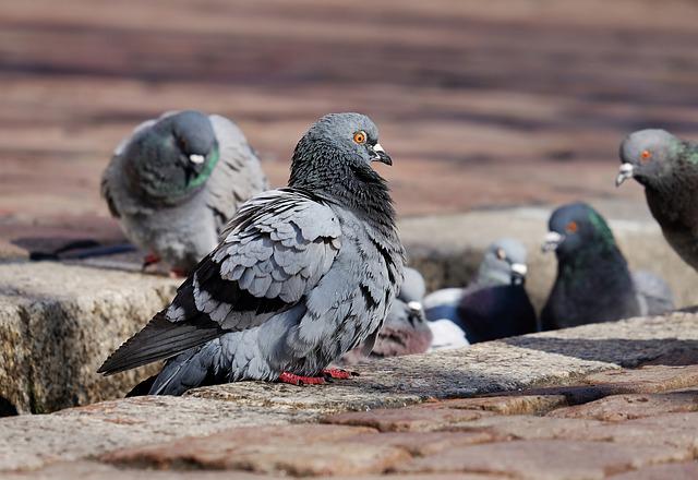 How to catch pigeons for dog training