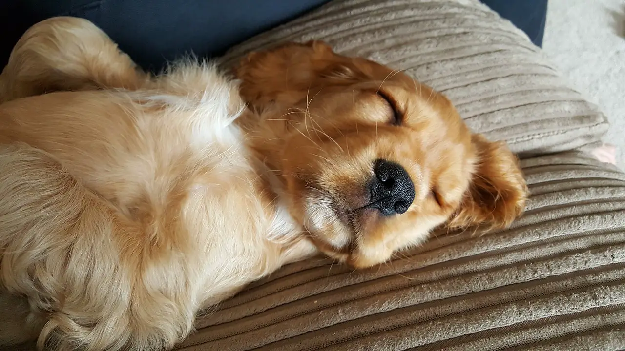how often should a cocker spaniel be exercised