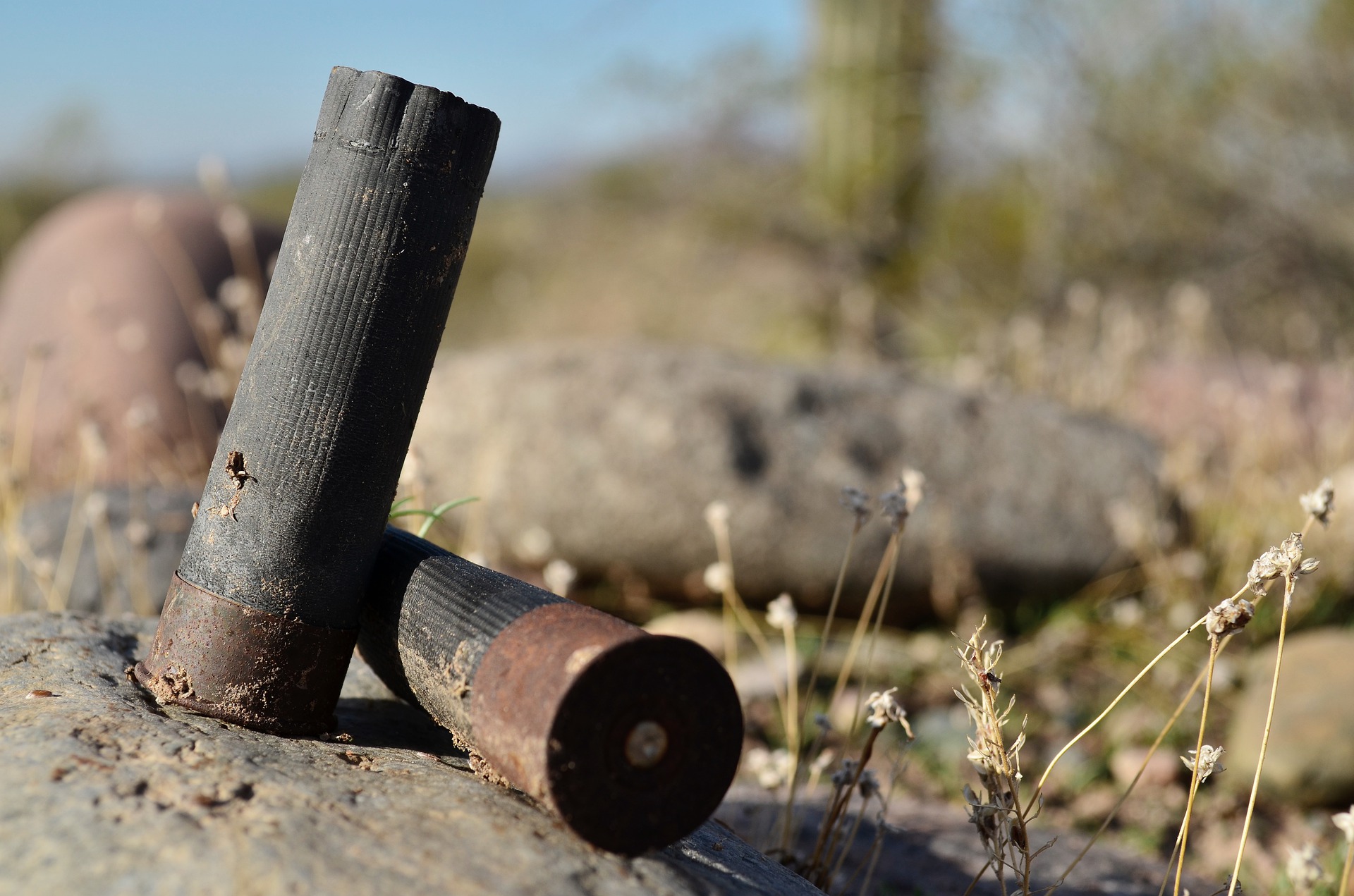 Using a dummy launcher for gun dog training