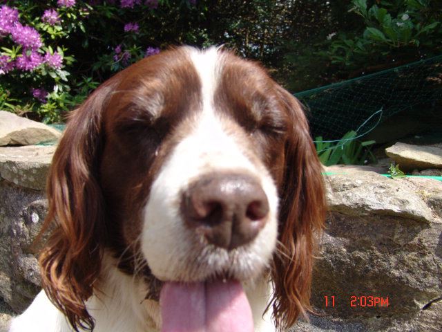 english springer spaniel and cats