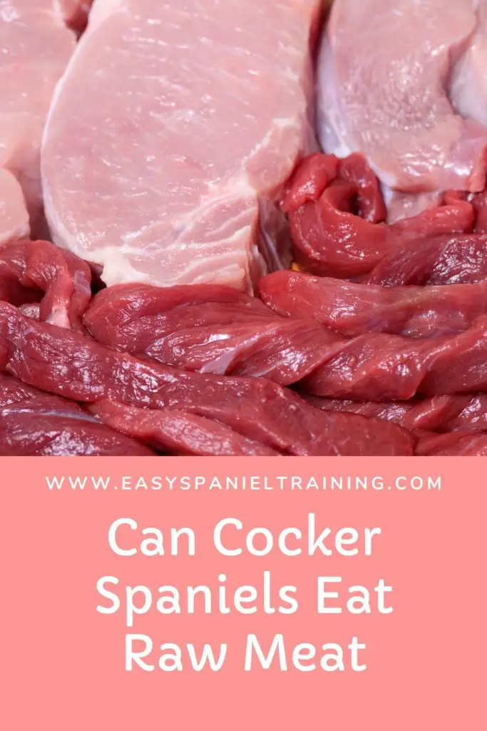 can cocker spaniels eat raw meat