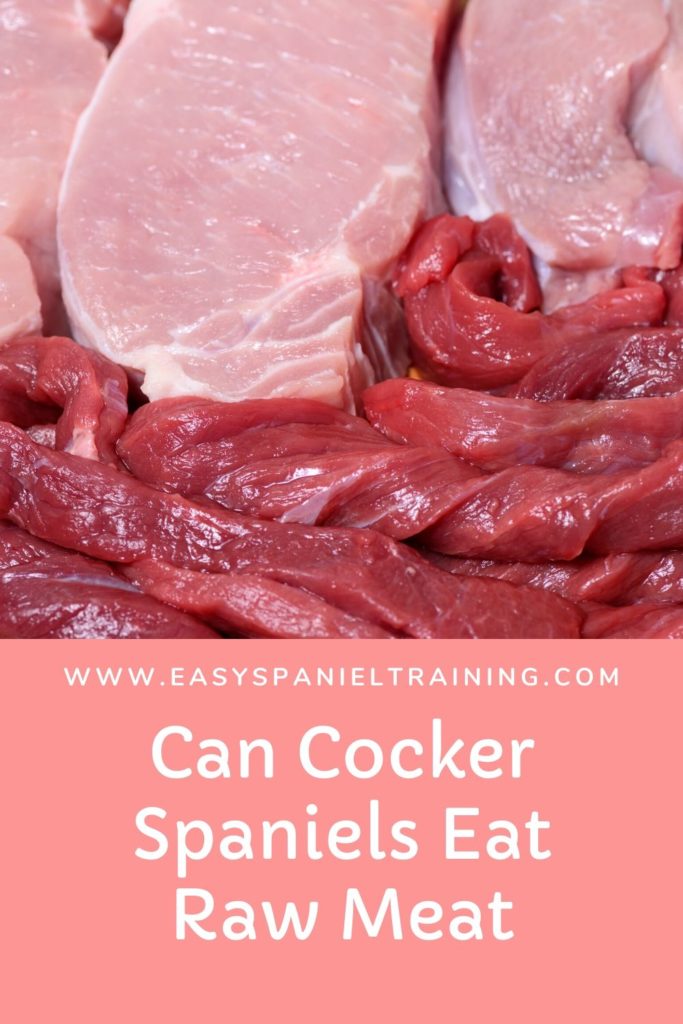 can cocker spaniels eat raw meat
