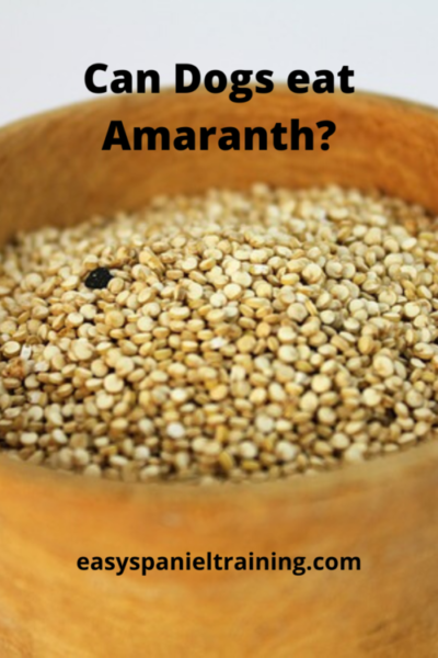 can dogs eat amaranth
