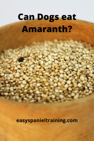Can Dogs eat Amaranth can dogs eat amaranth