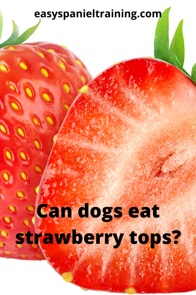 Can dogs eat strawberry tops? 1 can dogs eat strawberry tops